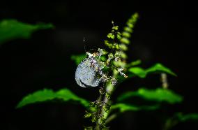 Oriental Psyche - Leptosia Nina - Animal India