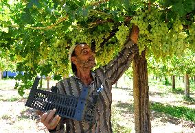 SYRIA-DAMASCUS-GRAPES-HARVEST