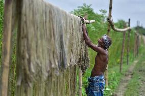 INDIA-ASSAM-NAGAON-JUTE HARVESTING