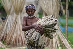 INDIA-ASSAM-NAGAON-JUTE HARVESTING