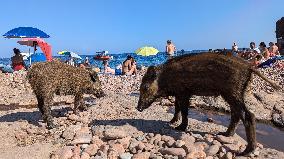 Wild Boars sharing the beach with tourists in Saint Raphael - France