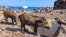 Wild Boars sharing the beach with tourists in Saint Raphael - France