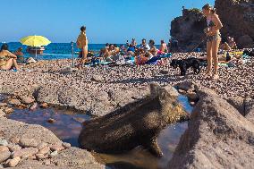 Wild Boars sharing the beach with tourists in Saint Raphael - France