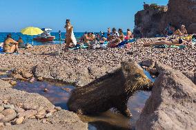 Wild Boars sharing the beach with tourists in Saint Raphael - France