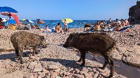 Wild Boars sharing the beach with tourists in Saint Raphael - France