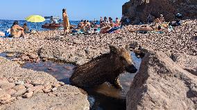 Wild Boars sharing the beach with tourists in Saint Raphael - France