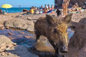 Wild Boars sharing the beach with tourists in Saint Raphael - France