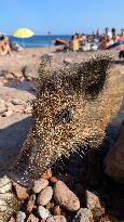 Wild Boars sharing the beach with tourists in Saint Raphael - France