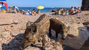 Wild Boars sharing the beach with tourists in Saint Raphael - France