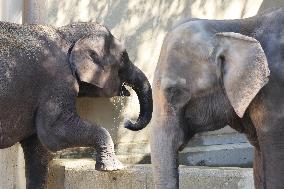 Asian elephants