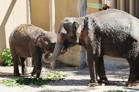 Asian elephants