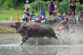 THAILAND-CHONBURI-BUFFALO RACE