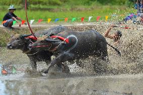 THAILAND-CHONBURI-BUFFALO RACE