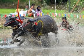 THAILAND-CHONBURI-BUFFALO RACE