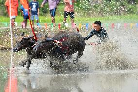 THAILAND-CHONBURI-BUFFALO RACE