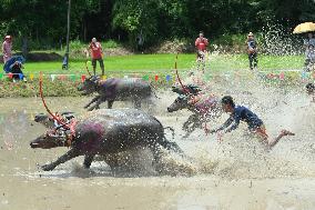 THAILAND-CHONBURI-BUFFALO RACE