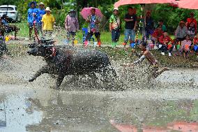 THAILAND-CHONBURI-BUFFALO RACE