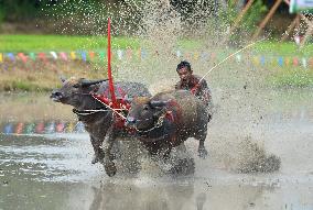 THAILAND-CHONBURI-BUFFALO RACE