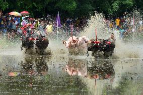 THAILAND-CHONBURI-BUFFALO RACE