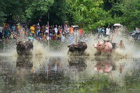 THAILAND-CHONBURI-BUFFALO RACE