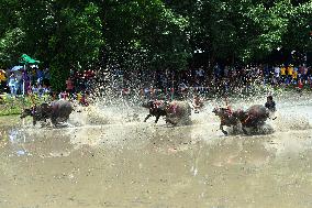 THAILAND-CHONBURI-BUFFALO RACE