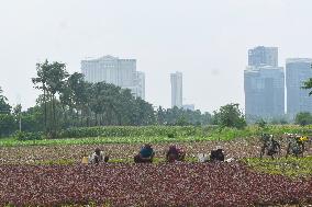 Daily Life In Kolkata, India