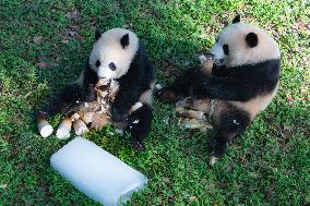 Giant Pandas Eat While Cooling Off at Chongqing