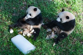 Giant Pandas Eat While Cooling Off at Chongqing