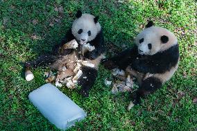 Giant Pandas Eat While Cooling Off at Chongqing