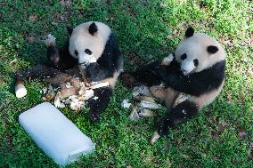 Giant Pandas Eat While Cooling Off at Chongqing