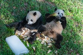 Giant Pandas Eat While Cooling Off at Chongqing