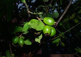 Psidium Guajava - Guava - Fruit Fly (Bactrocera Dorsalis)