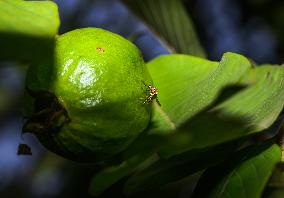 Psidium Guajava - Guava - Fruit Fly (Bactrocera Dorsalis)