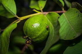 Psidium Guajava - Guava - Fruit Fly (Bactrocera Dorsalis)