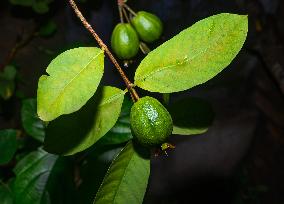 Psidium Guajava - Guava - Fruit Fly (Bactrocera Dorsalis)