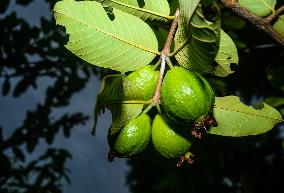 Psidium Guajava - Guava - Fruit Fly (Bactrocera Dorsalis)