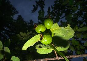 Psidium Guajava - Guava - Fruit Fly (Bactrocera Dorsalis)