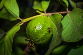 Psidium Guajava - Guava - Fruit Fly (Bactrocera Dorsalis)