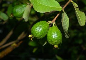 Psidium Guajava - Guava - Fruit Fly (Bactrocera Dorsalis)