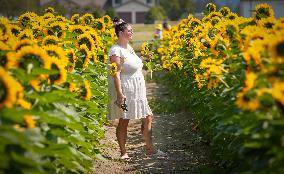 CANADA-ABBOTSFORD-SUNFLOWERS-VISITORS