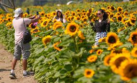 CANADA-ABBOTSFORD-SUNFLOWERS-VISITORS