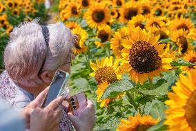 CANADA-ABBOTSFORD-SUNFLOWERS-VISITORS