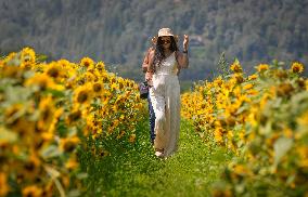 CANADA-ABBOTSFORD-SUNFLOWERS-VISITORS