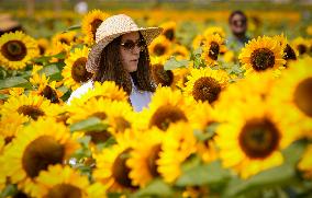 CANADA-ABBOTSFORD-SUNFLOWERS-VISITORS