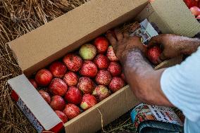 Apple Harvesting In Kashmir