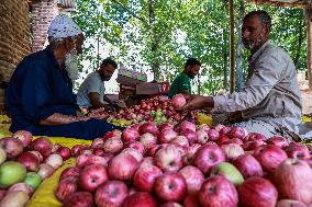 Apple Harvesting In Kashmir