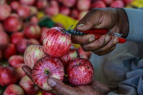 Apple Harvesting In Kashmir