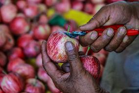 Apple Harvesting In Kashmir