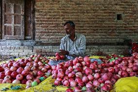 Apple Harvesting In Kashmir