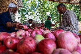 Apple Harvesting In Kashmir